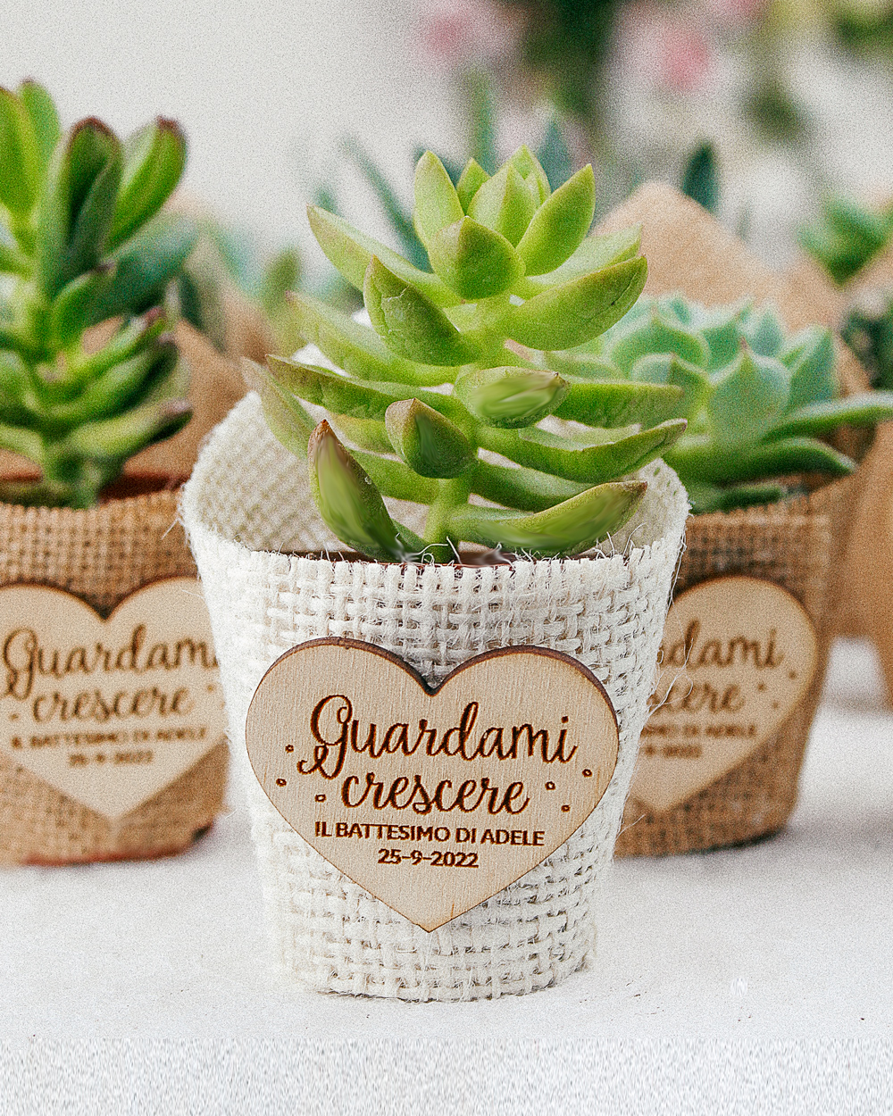 Bomboniera con Piante Grasse Succulente e Mini Cactus in Vasetto di  Terracotta Bianco con Etichetta in Carta Personalizzabile