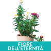 FIORE DELL'ETERNITA'