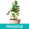 FRAGOLE