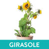 GIRASOLE