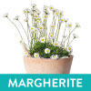 MARGHERITE