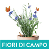 FIORI DI CAMPO