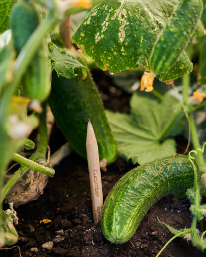 sprout-matite-piantabili-cetrioli